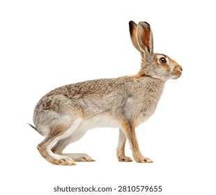 White Sided Jackrabbit Single White Sided Jack Isolated On White Background