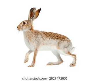 White Sided Jackrabbit Single White Sided Jack Isolated On White Background