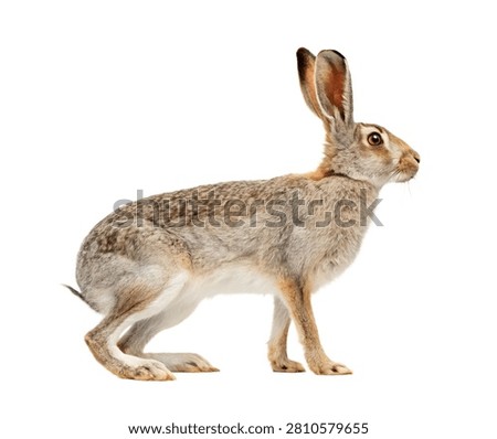 White Sided Jackrabbit Single White Sided Jack Isolated On White Background