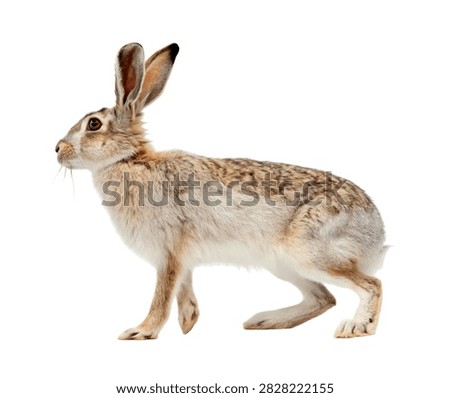 White Sided Jackrabbit Single White Sided Jack Isolated On White Background