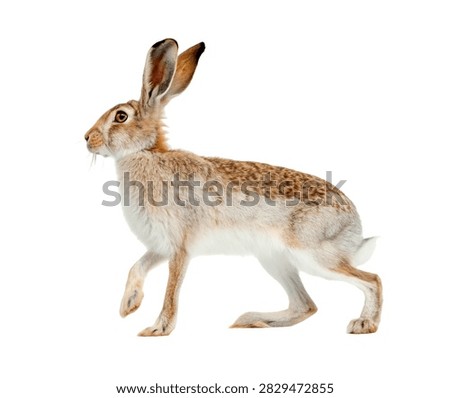 White Sided Jackrabbit Single White Sided Jack Isolated On White Background