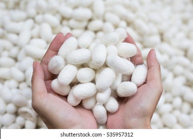 White Silk Cocoon