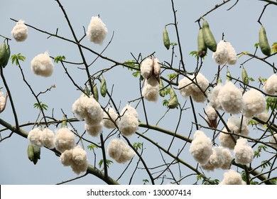 White Silk Cotton Tree 260nw 130007414 