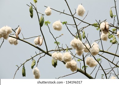 White Silk Cotton Tree Images Stock Photos Vectors Shutterstock