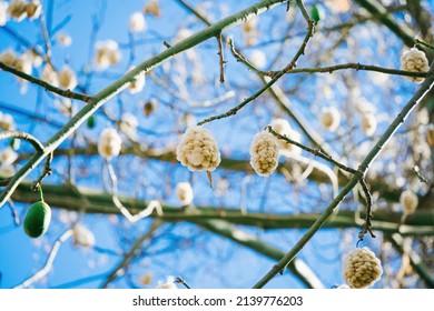 White Silk Cotton Tree Ceiba 260nw 2139776203 
