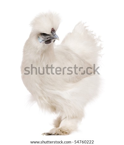 White Silkie chicken, 6 months old, standing in front of white background