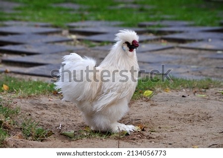 The white Silkie chicken rooster