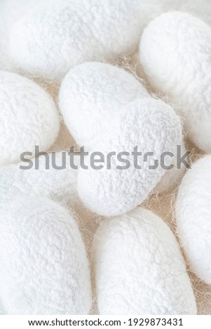white silkworm cocoons shells, source of silk fabric as a background