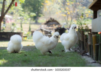 White Silky Chicken