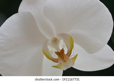 White Singapore Orchid Close Up