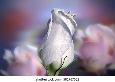 White single rose with pink roses on the blue background