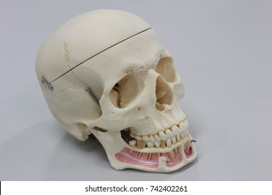 White Skull In The Anatomy Laboratory.