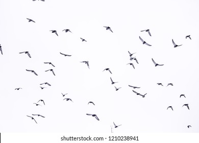 White Sky Flying Birds Stock Photo 1210238941 | Shutterstock