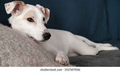 White Sly Dog Lies On The Bed