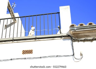 White Small Breed Dog Having A Sun Bath On A Balcony Looking Through The Metal Bars Of A Fence. Electric Cables Attached To The White Facade Of The Building.