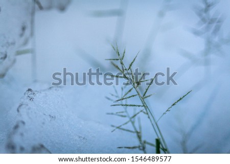 Similar – Image, Stock Photo Winter vs. Spring