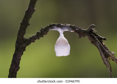 white small cocoon on tree's branch