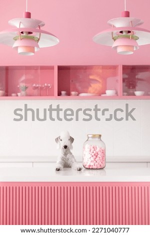 white small curly bedlington terrier dog in pink studio interior with marshmallow