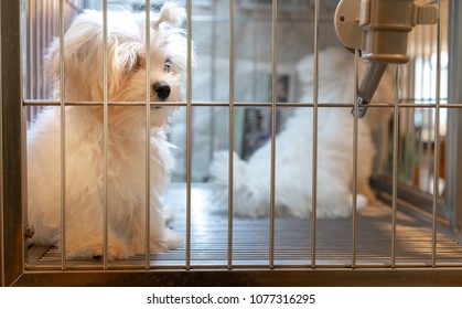 White Small Cute Dog In The Stainless Cage With Water Feeder Or Dispenser.