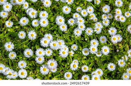 White small daisies blooming on grass background  - Powered by Shutterstock