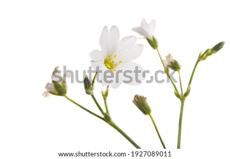 white small flower isolated on white background