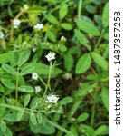 White small flowers on grass public domain free photos for download 3376x3376 1.88MB. white flowers, delicate flowers, three, foucs, flowers, and six, total, grass, green, nature, meadow, plant -image