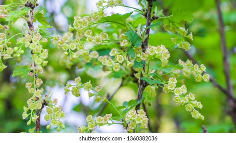 The White Small Flowers Of The Ribes Uva-crispa Plant Also Known As The Blackcurrant Plant In The Garden