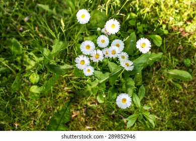 14,001 Flowers Top Angle Images, Stock Photos & Vectors | Shutterstock