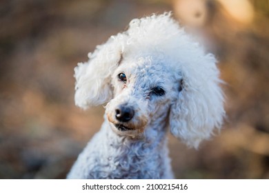 White Small Poodle Dog Enjoying Summer Day In The Forest, Östergötland, Sweden