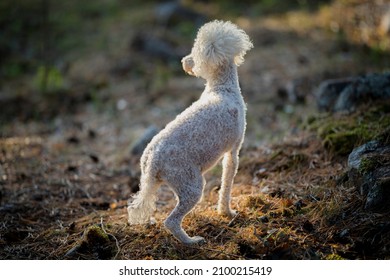 White Small Poodle Dog Enjoying Summer Day In The Forest, Östergötland, Sweden