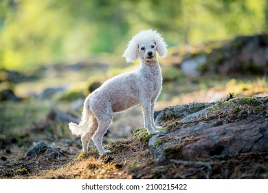 White Small Poodle Dog Enjoying Summer Day In The Forest, Östergötland, Sweden