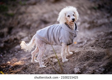 White Small Poodle Dog Enjoying Summer Day In The Forest, Östergötland, Sweden