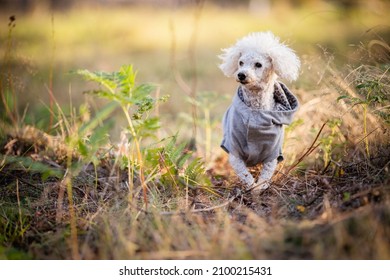 White Small Poodle Dog Enjoying Summer Day In The Forest, Östergötland, Sweden