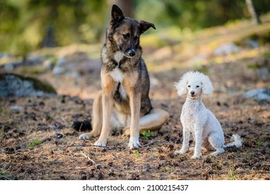 White Small Poodle Dog Enjoying Summer Day In The Forest, Östergötland, Sweden