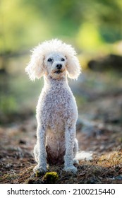 White Small Poodle Dog Enjoying Summer Day In The Forest, Östergötland, Sweden