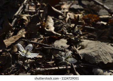 White small wind flowers in mountain dirt - Shutterstock ID 1124729051