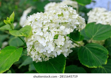 White smooth hydrangea blossoms texture. Lush floral inflorescence close up view surrounded by fresh green leaves in summer garden outdoor