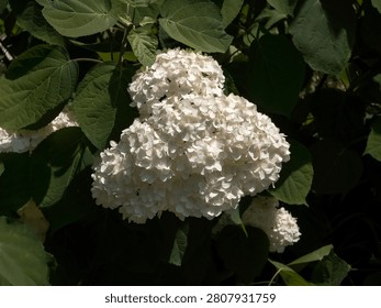 A white smooth hydrangea flower head (Hydrangea arborescens) blooming vividly amidst dense green leaves under bright garden sunlight.