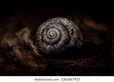 White snail house sitting on top of a seed in a forest dark moody nature macro close-up