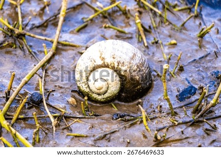 White snail shell in the dirty mud on the lake shore in Khon Kaen District Khon Kaen Province Isan Northeast Thailand in Southeast Asia.