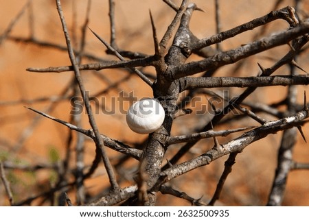 White Snail Shell on Dry Thorny Branch in Desert Environment – Survival and Adaptation in Arid Ecosystems