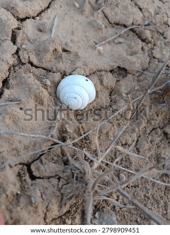White Snail Shell on Dry Cracked Soil Background
A vertical close-up macro shot showcasing a white wild snail shell resting on parched, cracked clay earth surrounded by dry field grass in Algeria.