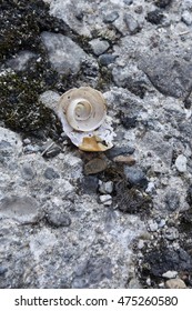 16 Smashed snail Images, Stock Photos & Vectors | Shutterstock