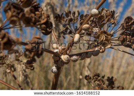 A lot of white snails feedings on dry brown flower with  blue sky background
