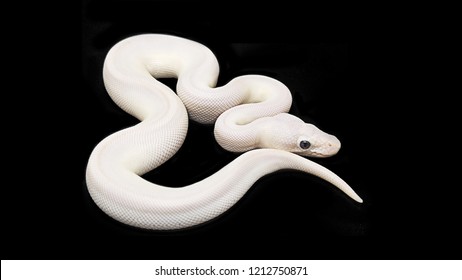White  snake isolated on black.