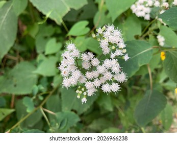 White snakeroot blooms with white flowers. Indiana.