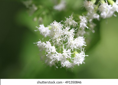 White Snakeroot Flower