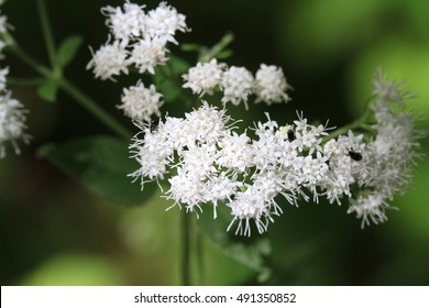 White Snakeroot Flower