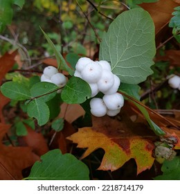 White Snow Berries With Autumn Foliage.