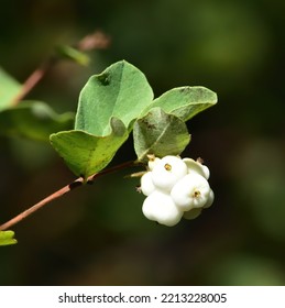 White Snow Berries Hang On Their Branch